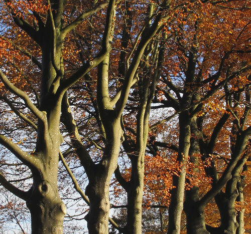 herfstbomen.jpg 
